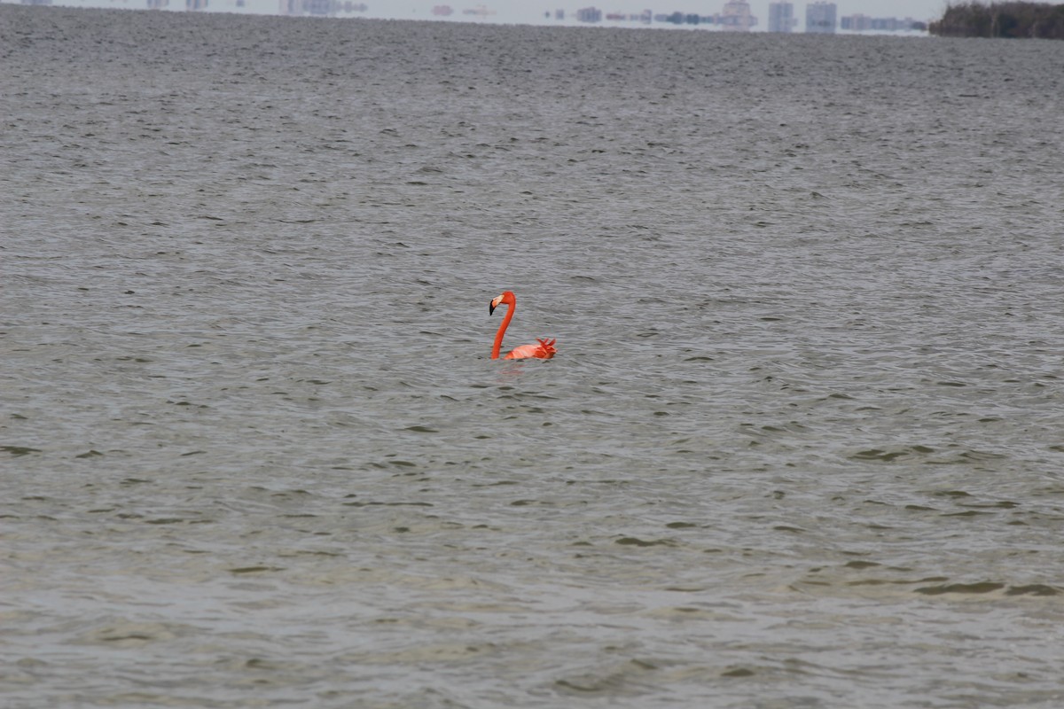 American Flamingo - ML405322381