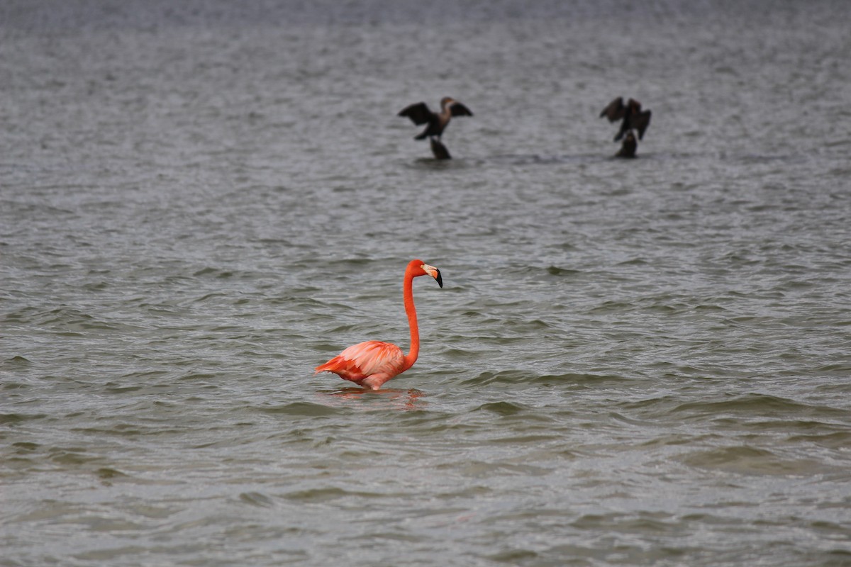 American Flamingo - ML405322451