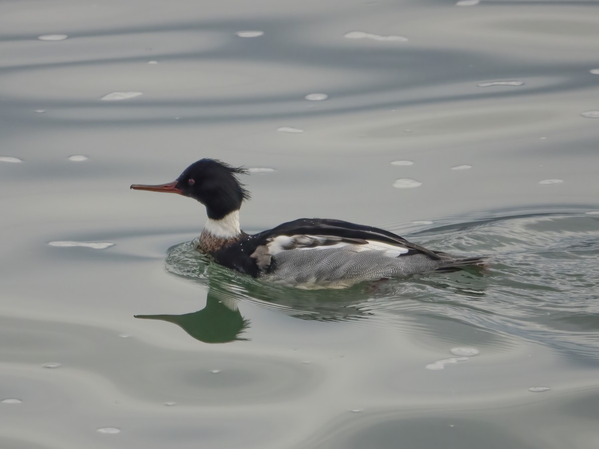 Red-breasted Merganser - ML405326401