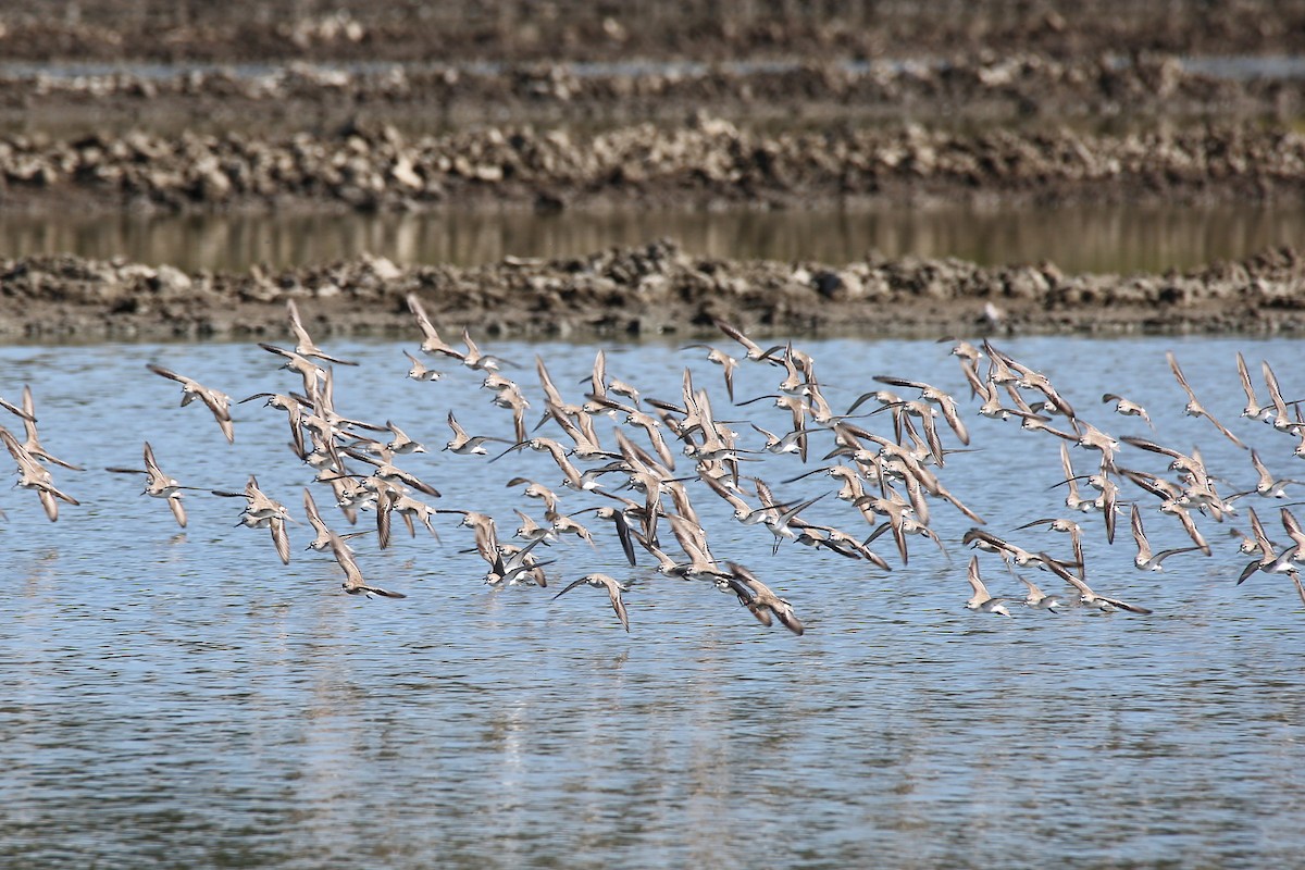 Semipalmated Sandpiper - ML405326641