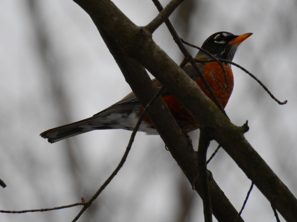 American Robin - AMY GRIFFIN