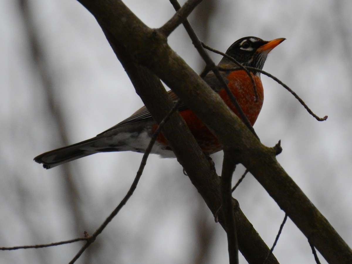 American Robin - AMY GRIFFIN