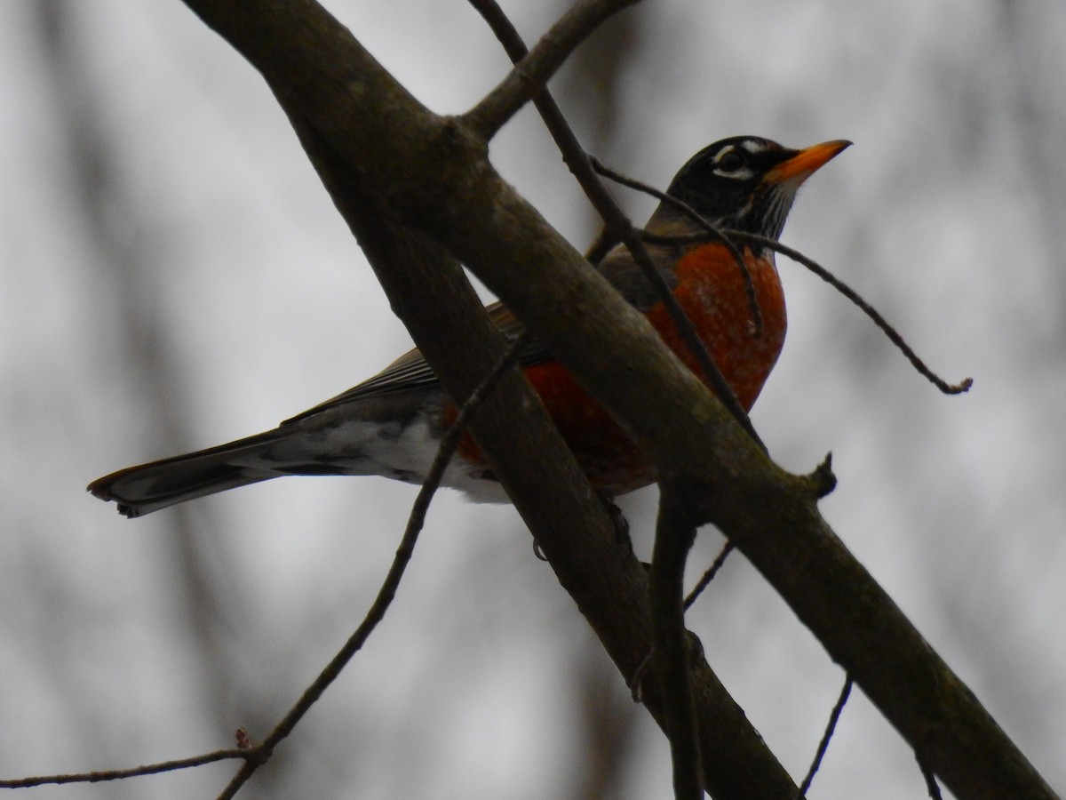 American Robin - AMY GRIFFIN