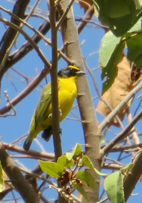 Thick-billed Euphonia - Vicente Amado Gavidia Medina