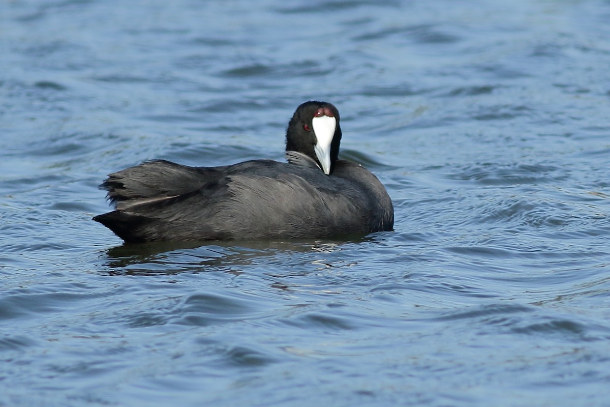 Red-knobbed Coot - ML405329081