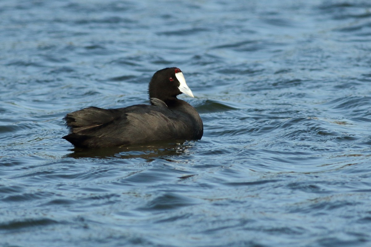 Red-knobbed Coot - ML405329141
