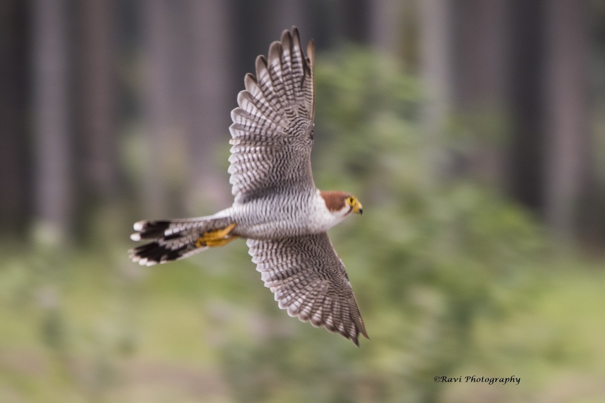 Red-necked Falcon - Dr. Ravi M