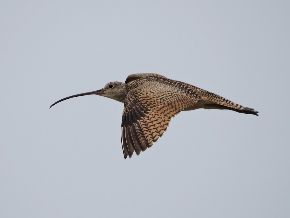 Long-billed Curlew - Kirk LaGory