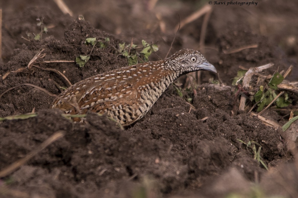 Barred Buttonquail - ML40533391