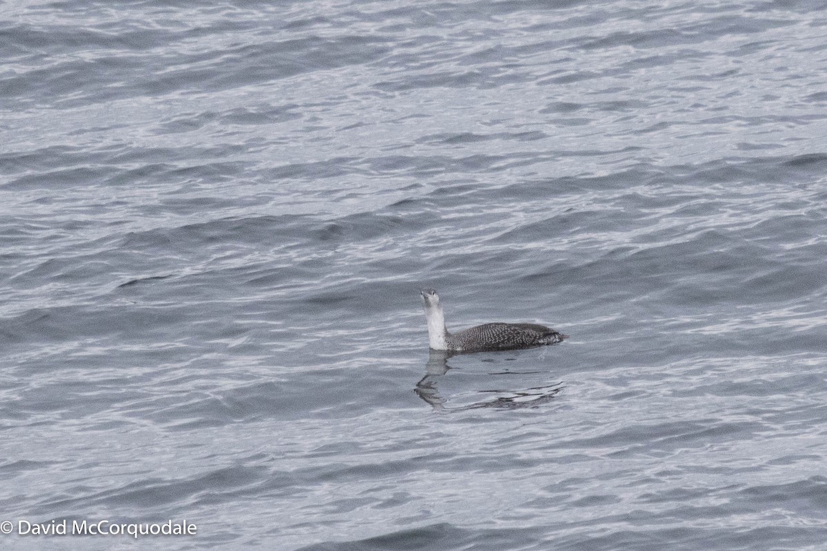 Red-throated Loon - ML405334931