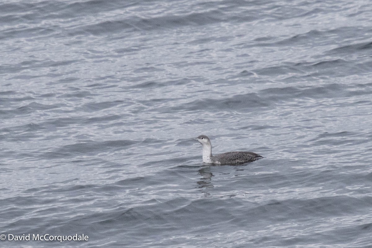 Red-throated Loon - ML405334941