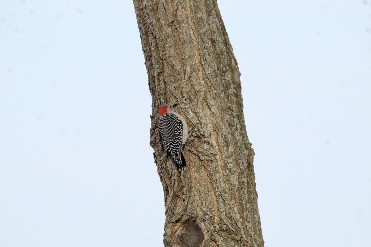 Red-bellied Woodpecker - ML405335511