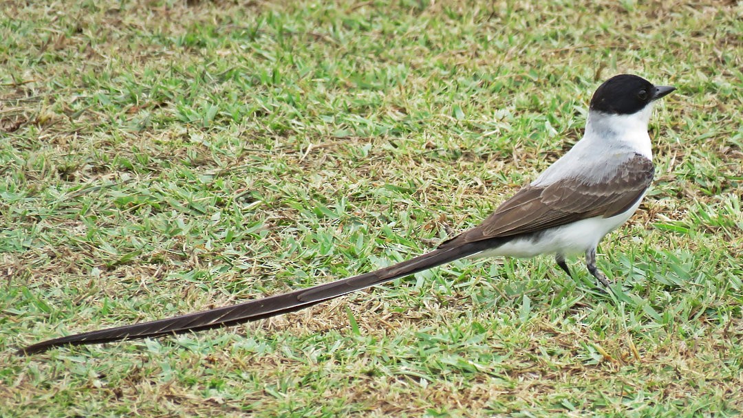 Fork-tailed Flycatcher - Eduardo Bergo