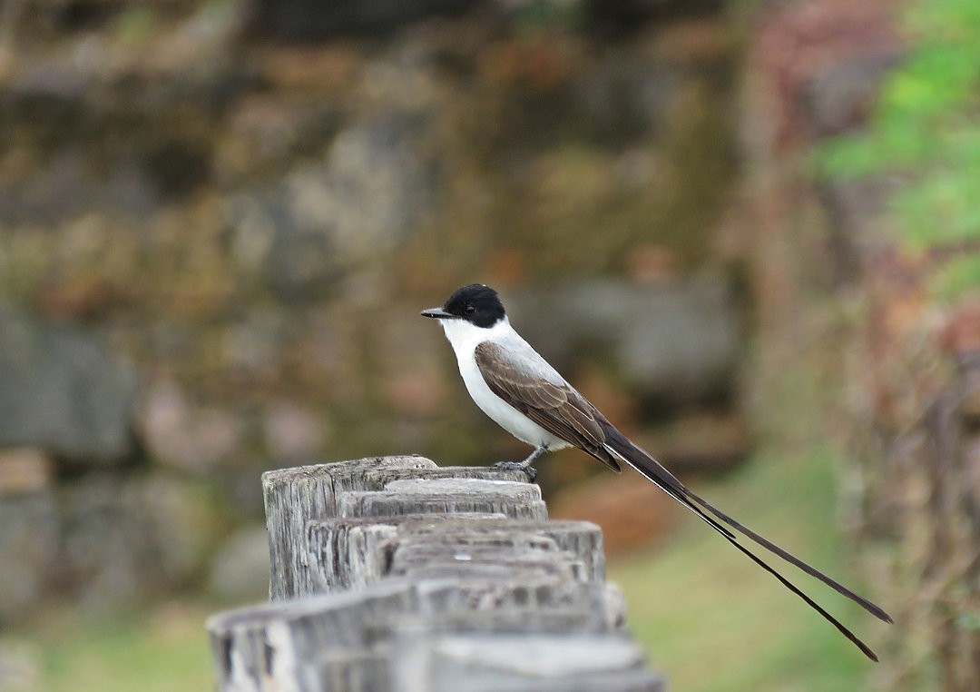 Fork-tailed Flycatcher - Eduardo Bergo