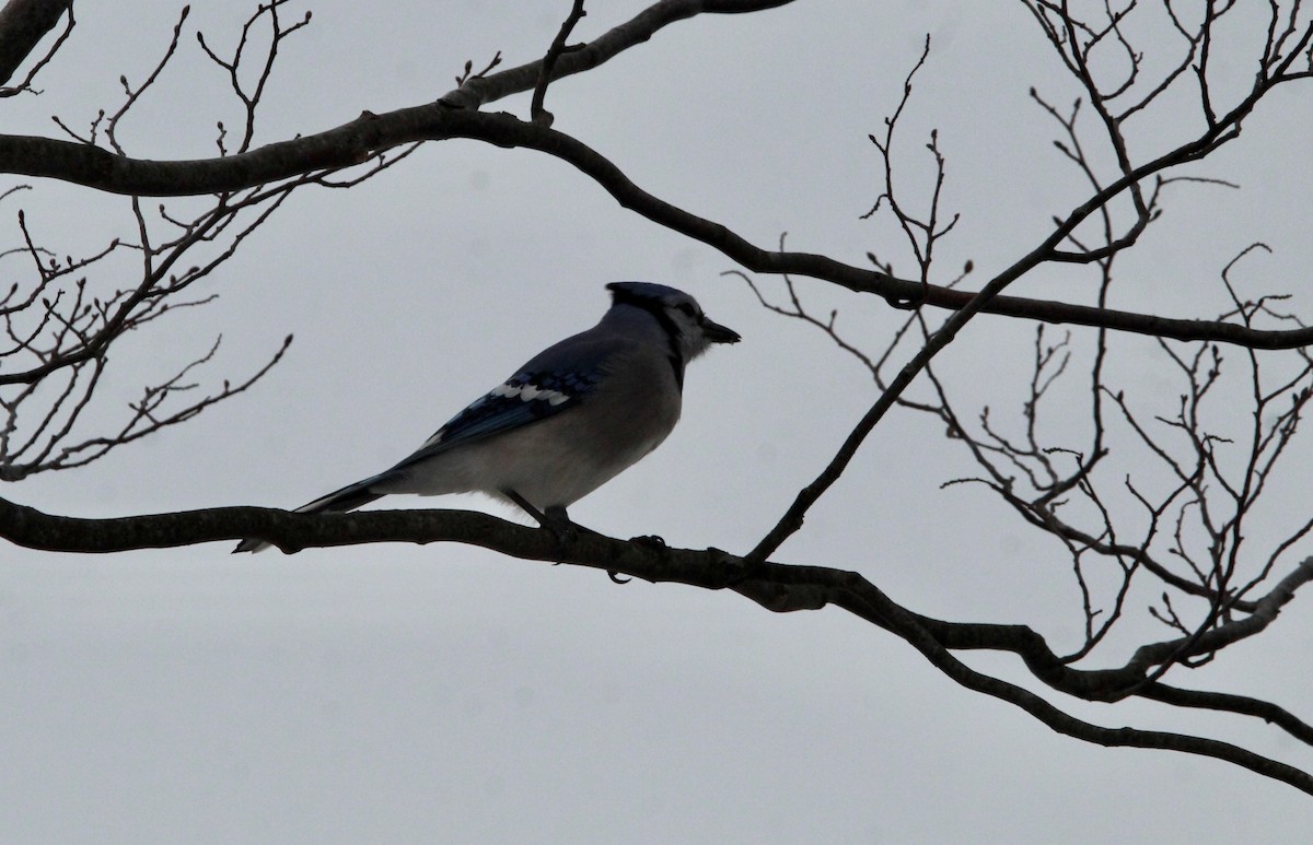 Blue Jay - ML405335751