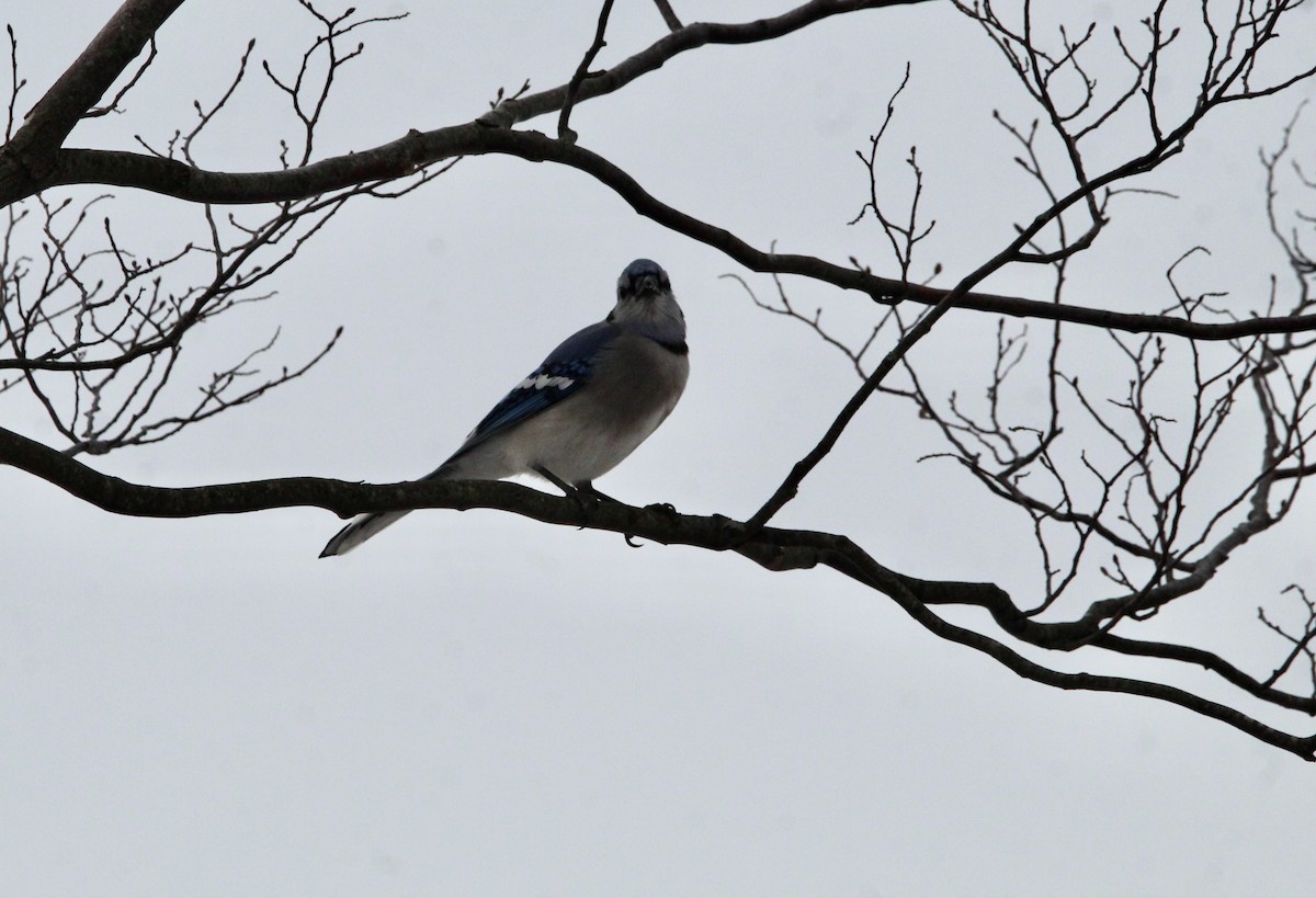 Blue Jay - ML405335771