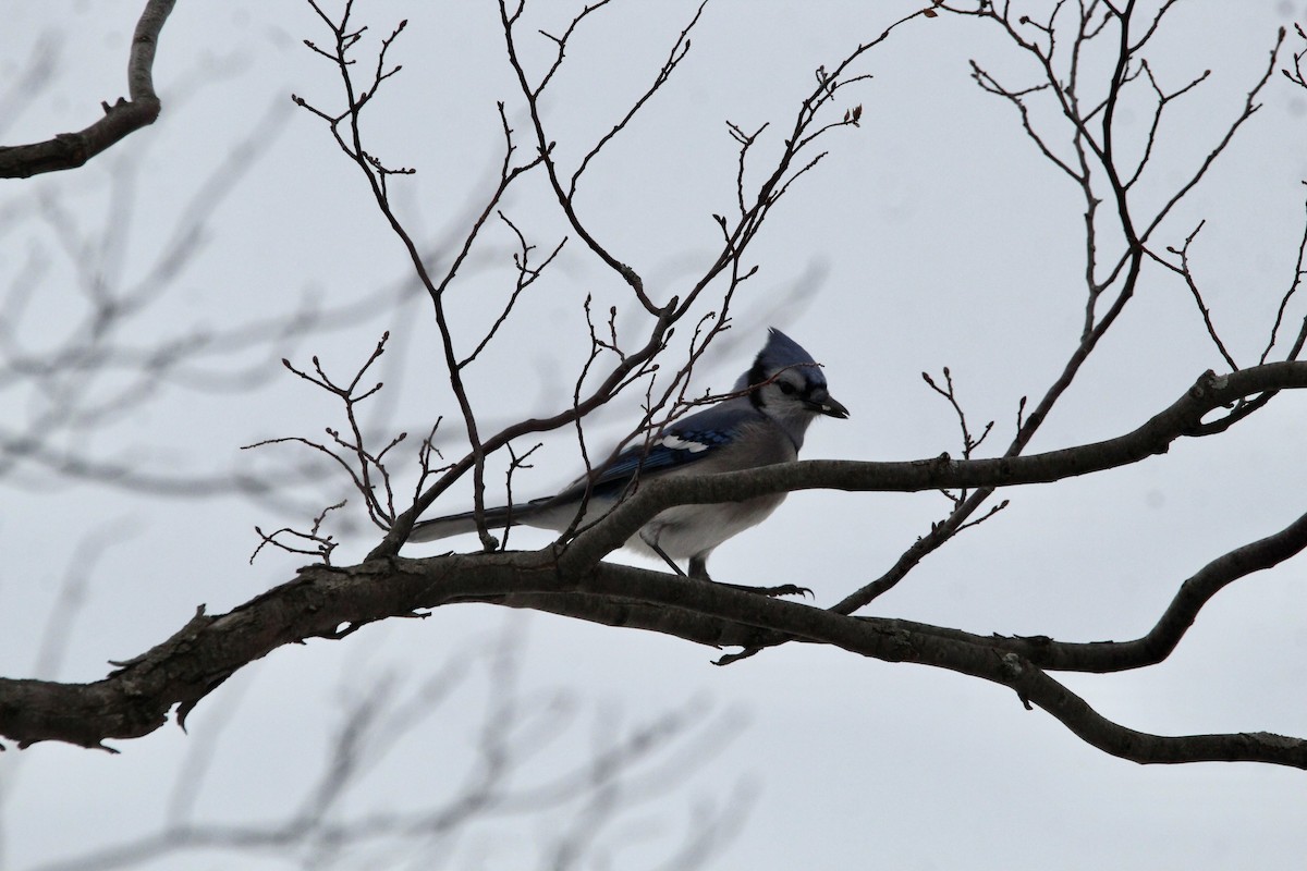 Blue Jay - ML405335791