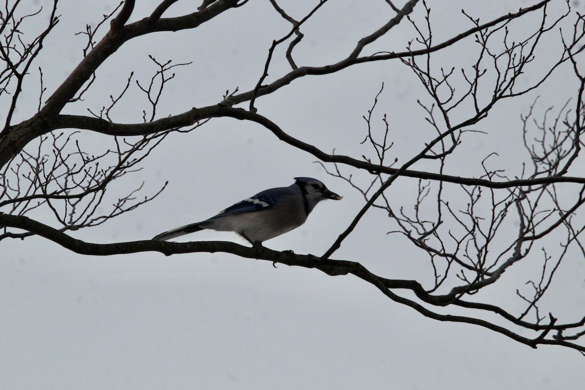 Blue Jay - ML405335801