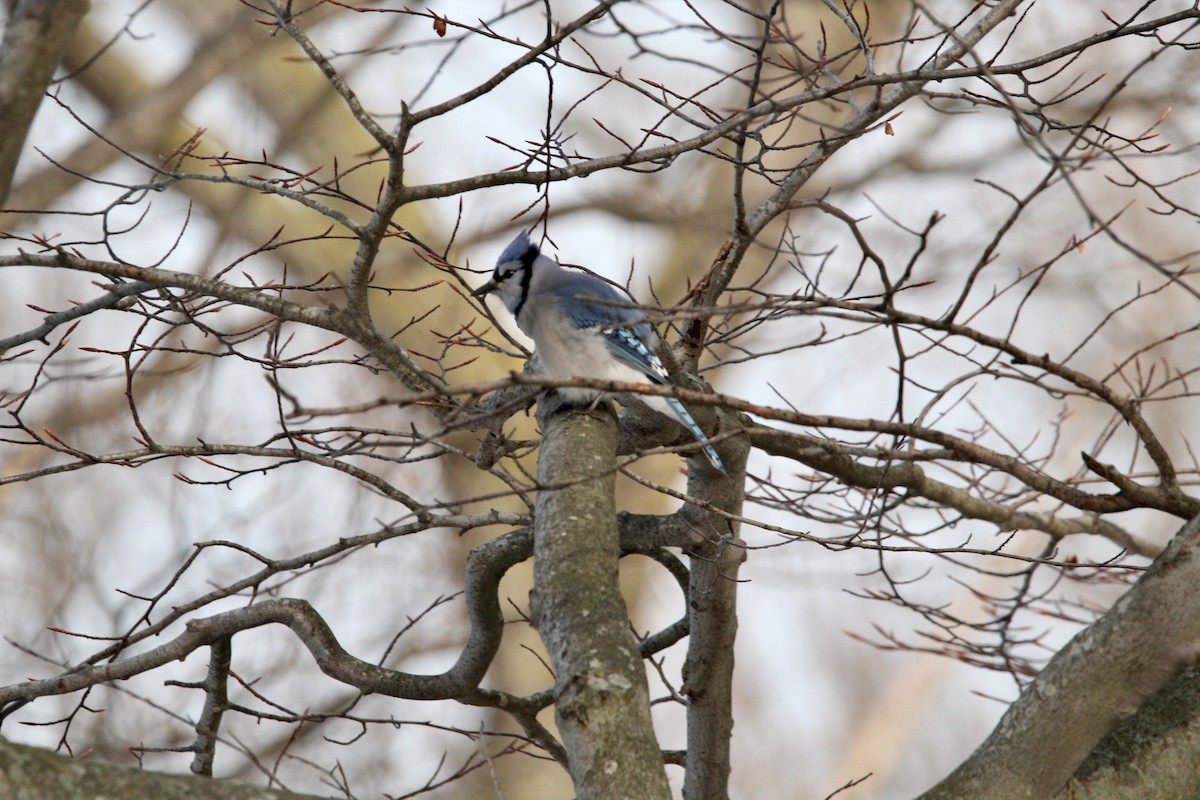 Blue Jay - ML405335811