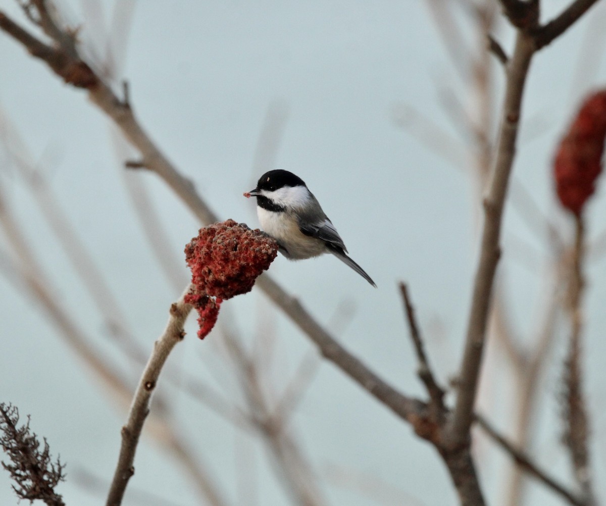 Mésange à tête noire - ML405335901