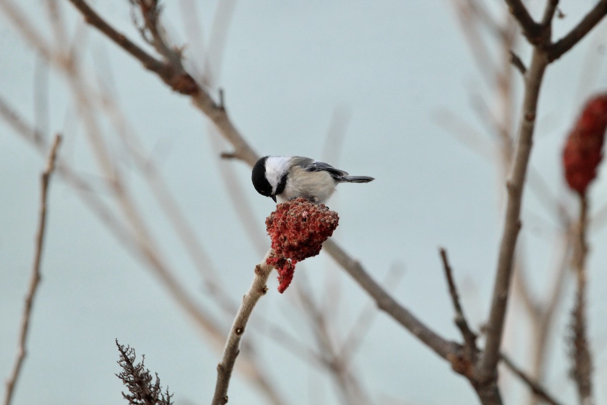 Mésange à tête noire - ML405335931