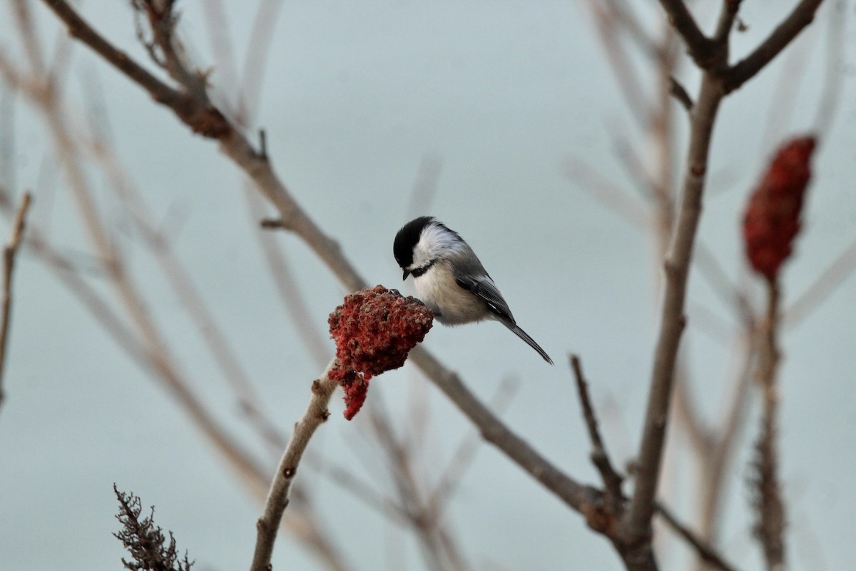 Mésange à tête noire - ML405335941