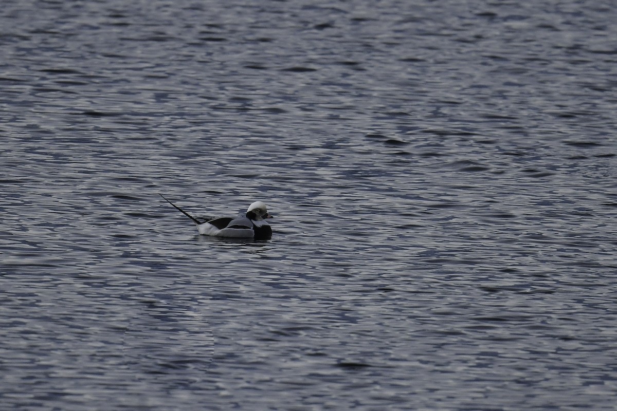 Long-tailed Duck - Maryse Neukomm