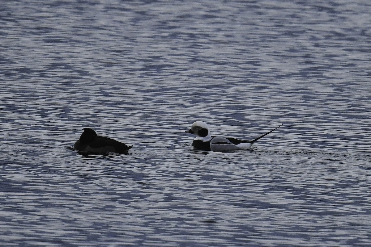 Long-tailed Duck - ML405337131