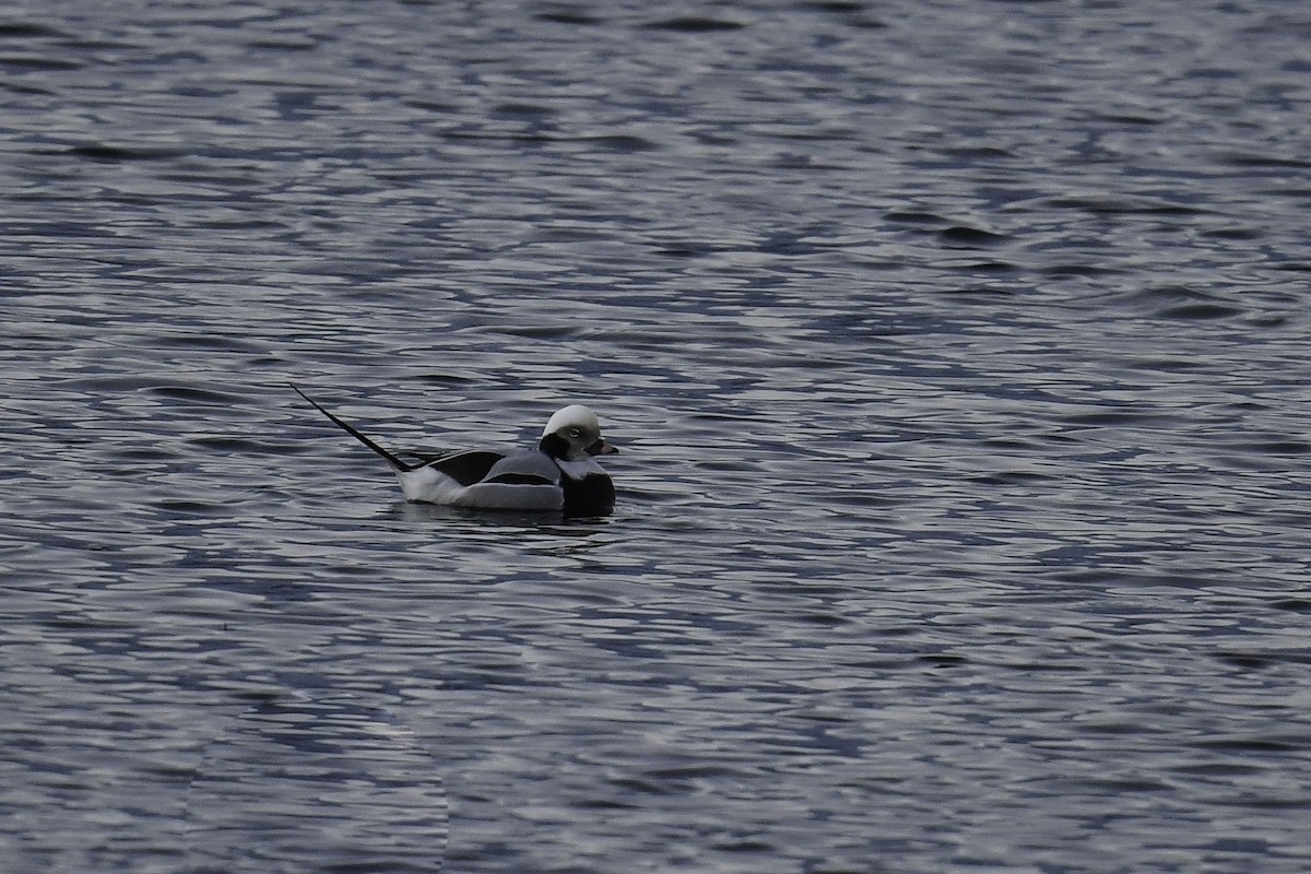Long-tailed Duck - ML405337271