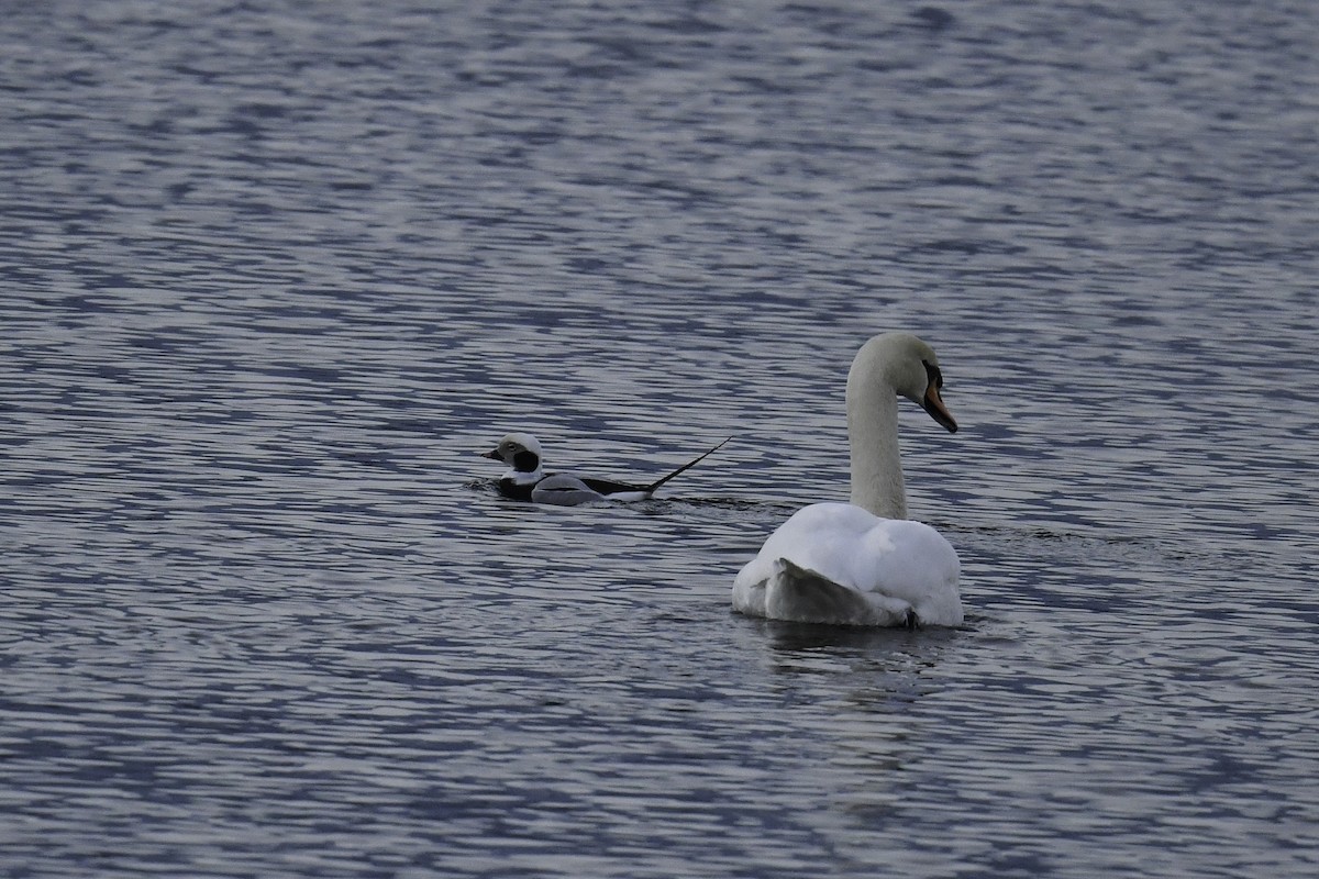 Long-tailed Duck - ML405337381