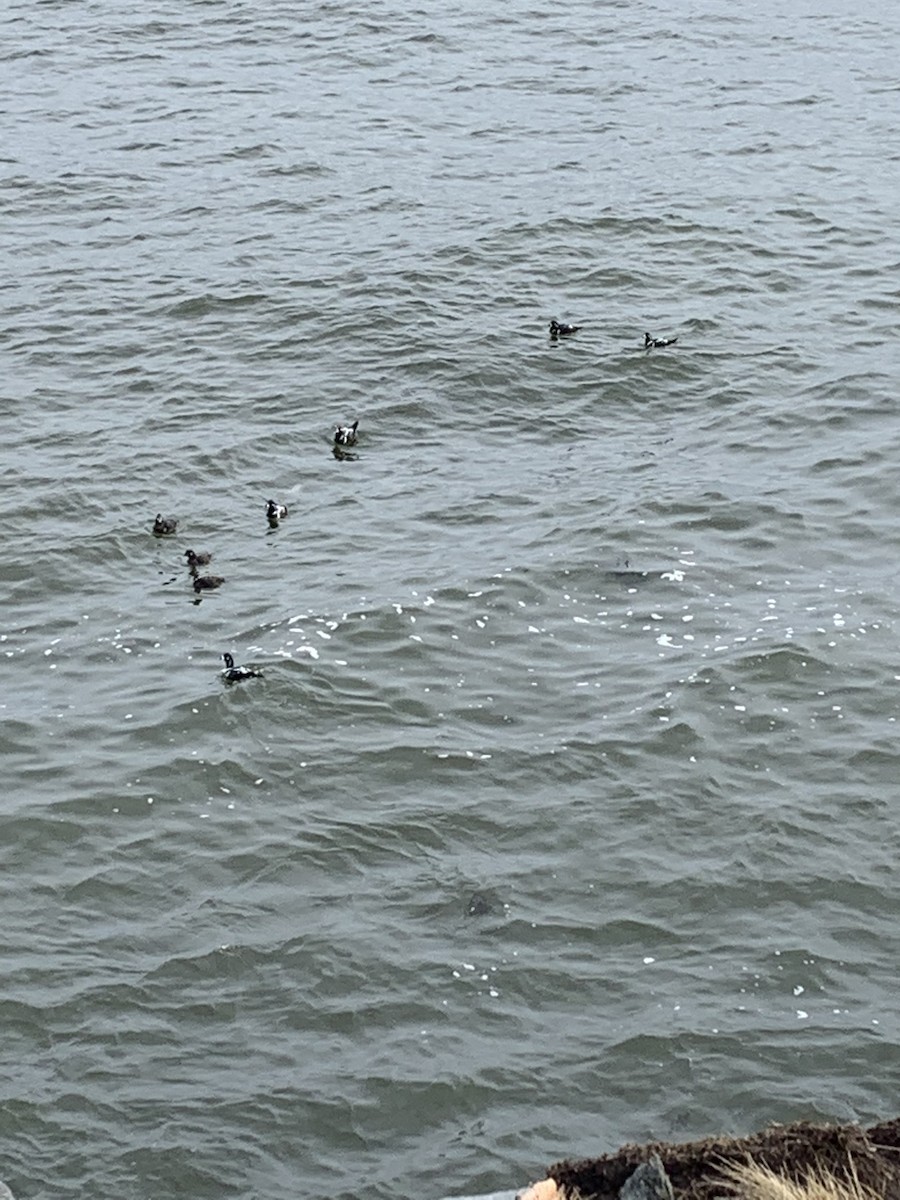 Harlequin Duck - ML405337471