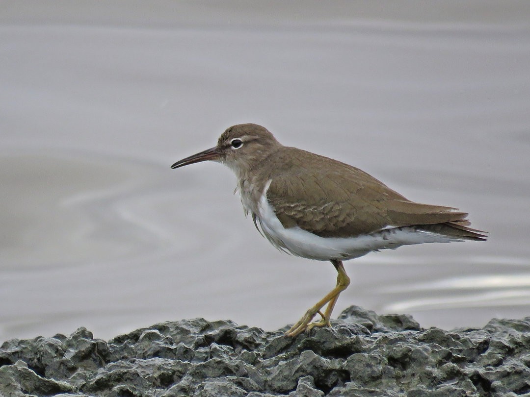 Spotted Sandpiper - ML405338241