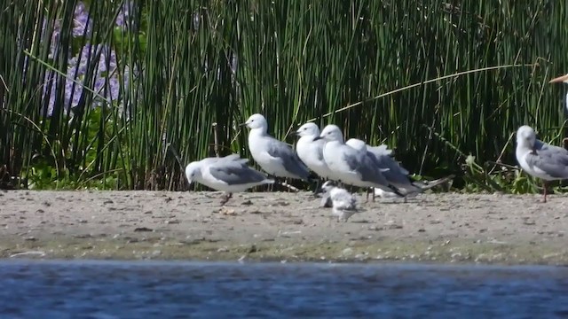 Gaviota Plateada Surafricana - ML405338771