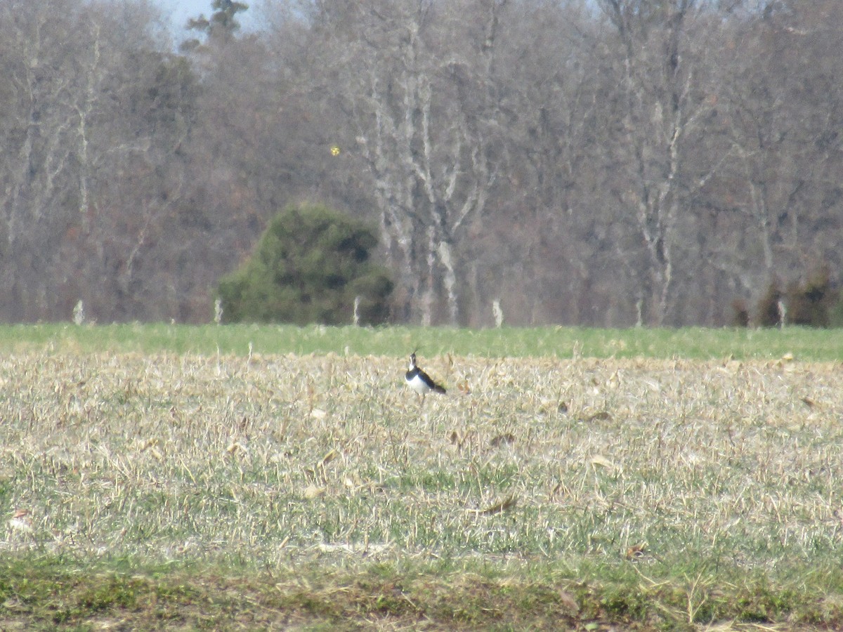 Northern Lapwing - ML405339551