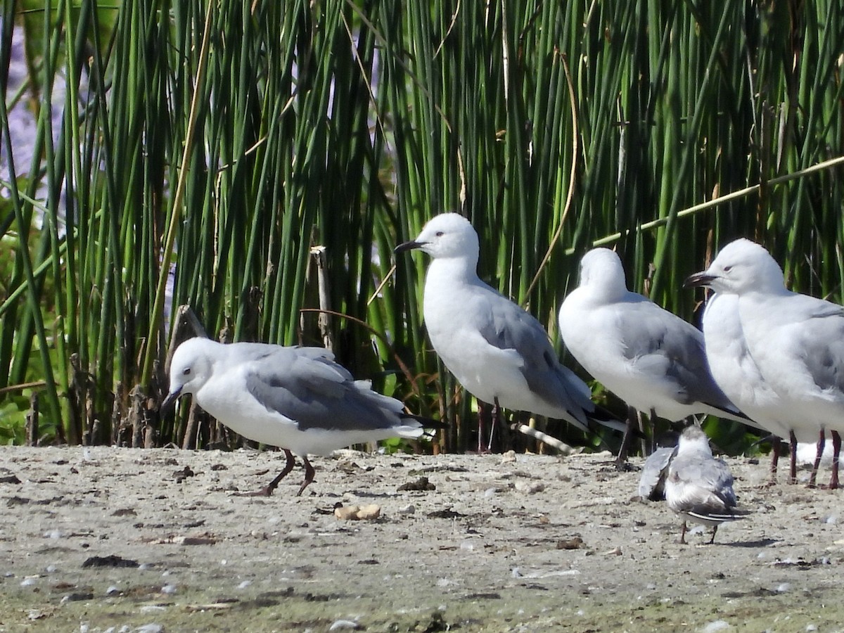 Mouette de Hartlaub - ML405339681