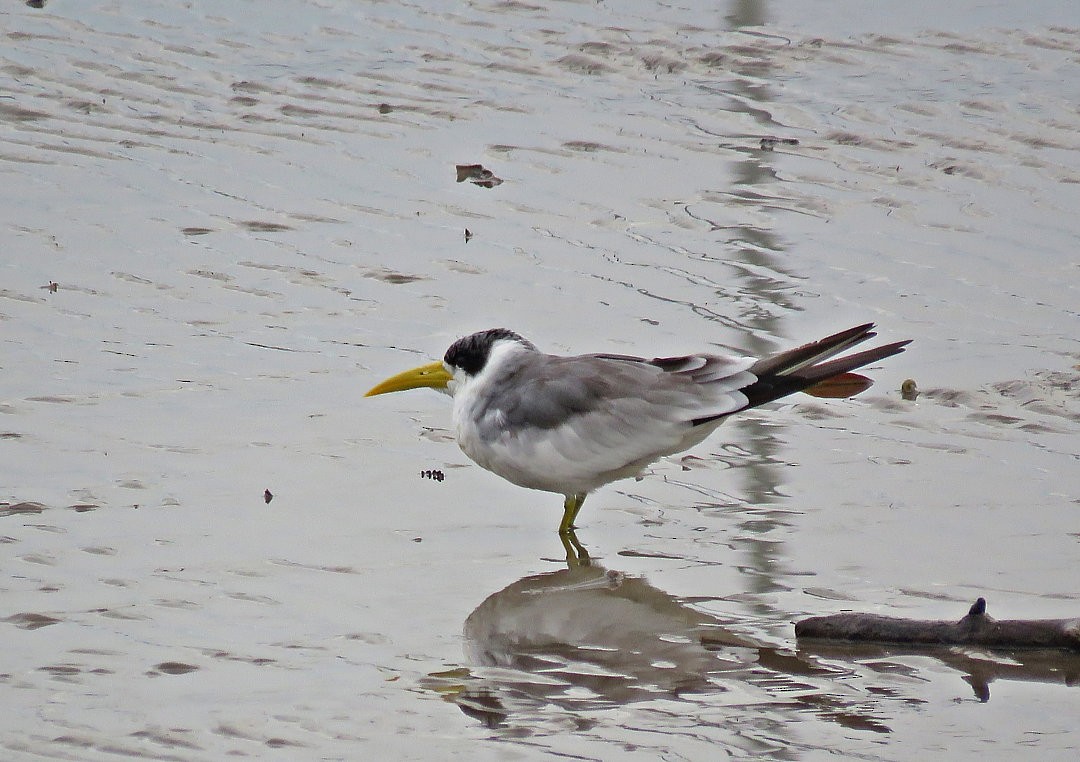 Large-billed Tern - ML405340151