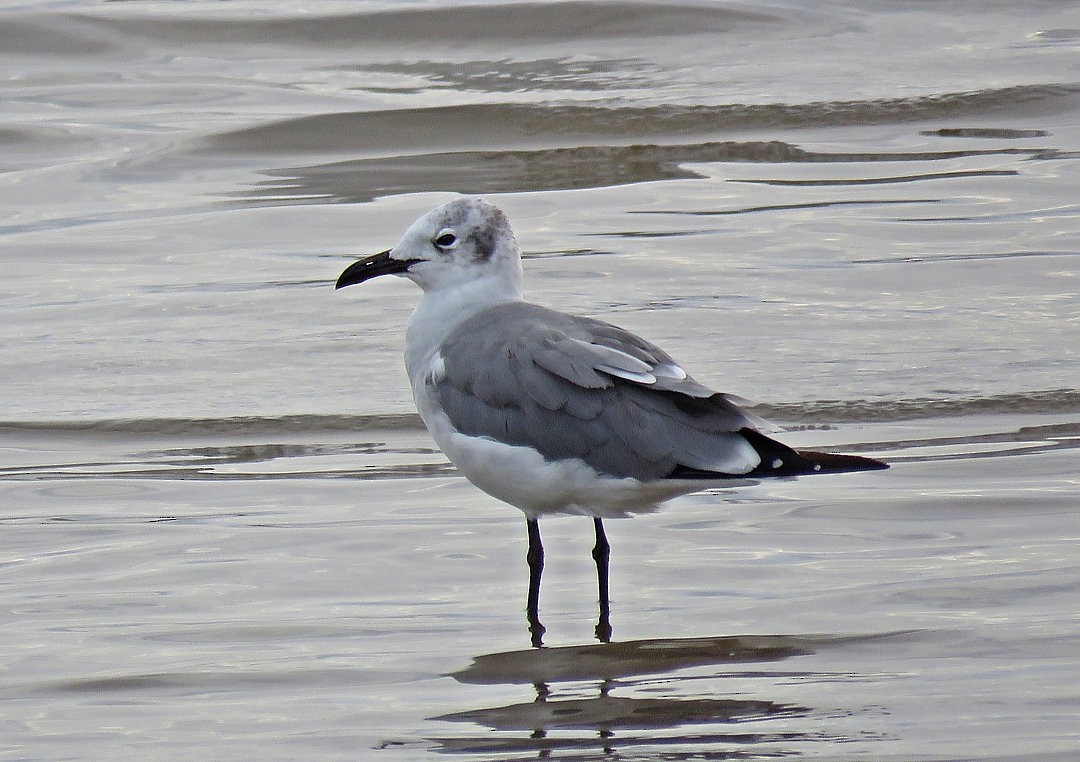 Mouette atricille - ML405340381