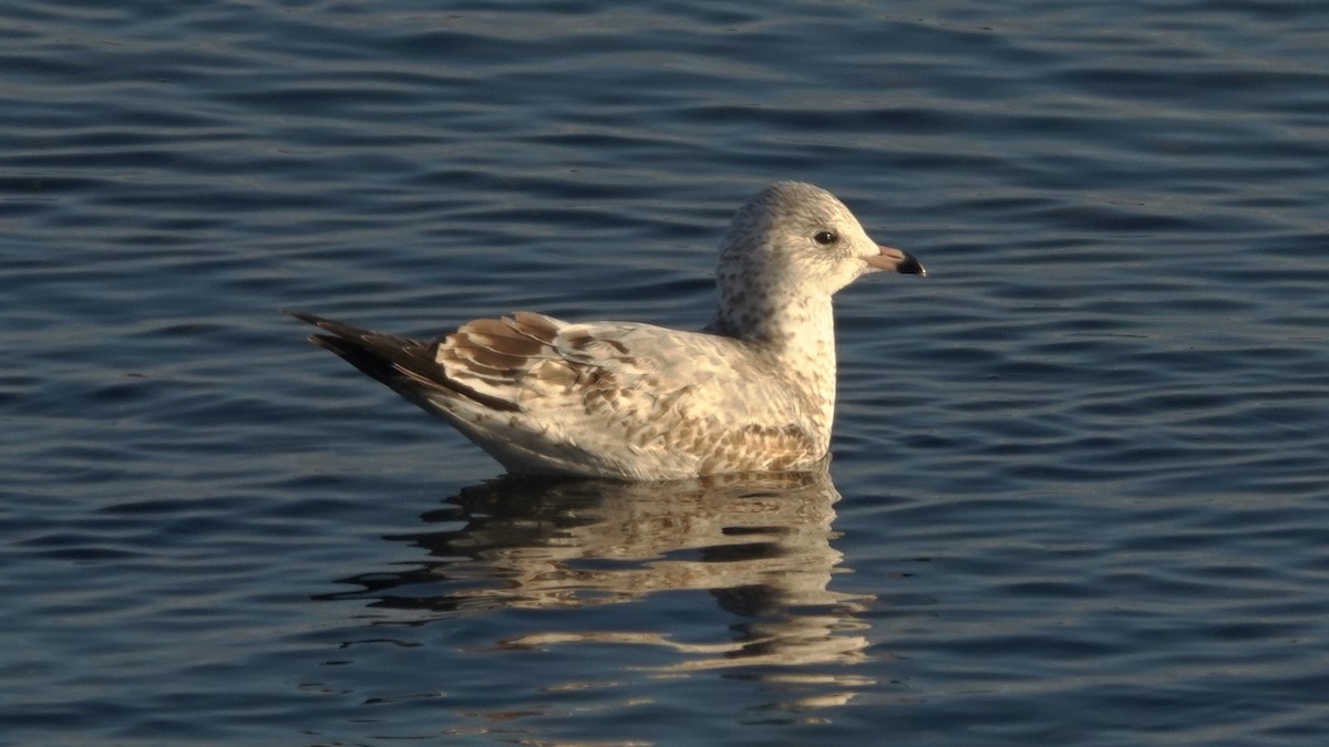 Ring-billed Gull - ML405341131