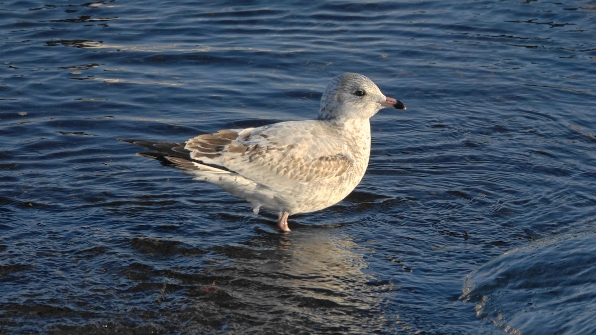 Ring-billed Gull - ML405341171