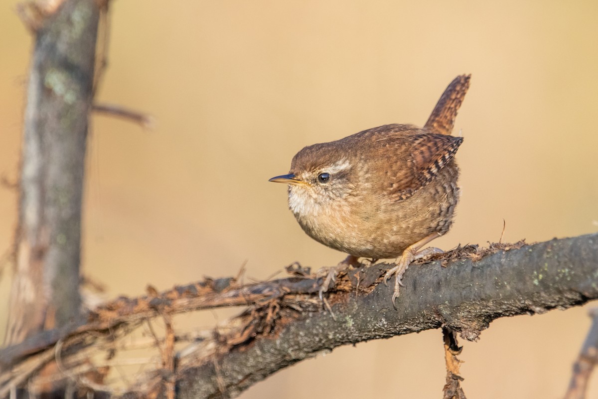 Eurasian Wren - ML405341241
