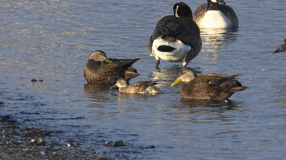 Green-winged Teal - ML405341451