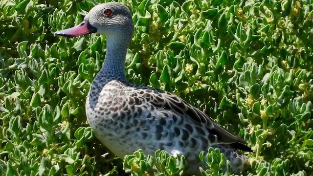 Cape Teal - ML405342021
