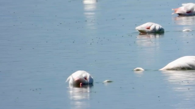 Greater Flamingo - ML405342111