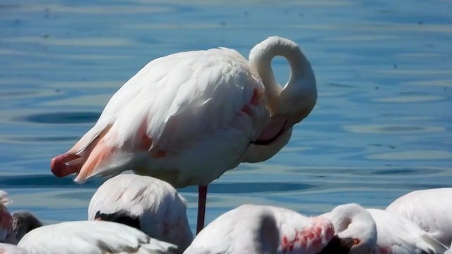 Flamingo - ML405342131