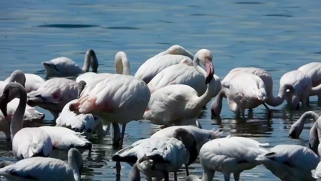 Lesser Flamingo - ML405342171