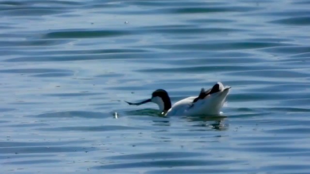 Avoceta Común - ML405342201