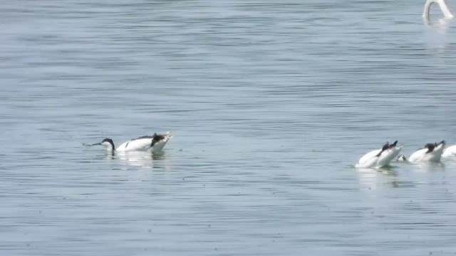 Pied Avocet - ML405342221