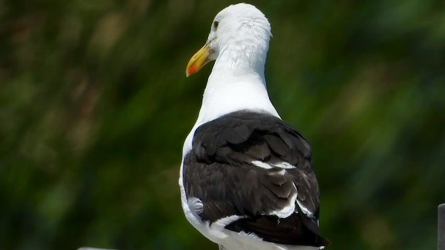 Kelp Gull - ML405342281
