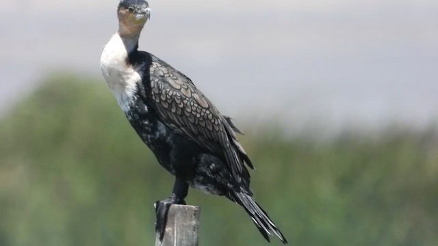 Cormorán Grande (ventriblanco) - ML405342341