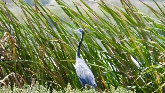 Black-headed Heron - ML405342391